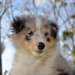 où trouver une assurance pour chien