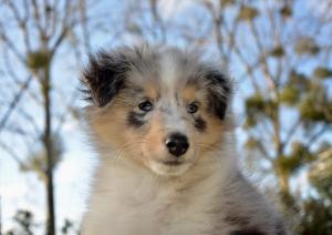 où trouver une assurance pour chien