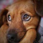 quand souscrire une assurance pour son chien