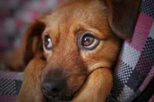 quand souscrire une assurance pour son chien