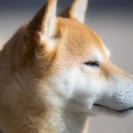 que couvre une assurance chien