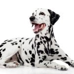 race de chien dalmatien