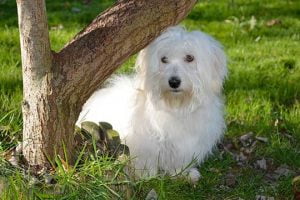 Chien de race Coton de Tuléar