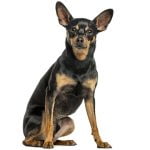 race du Pinscher nain