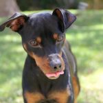 rééduquer un chien