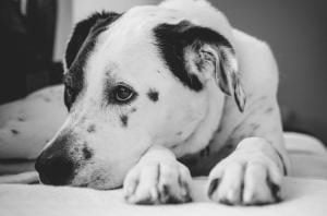 le remboursement des mutuelles chiens