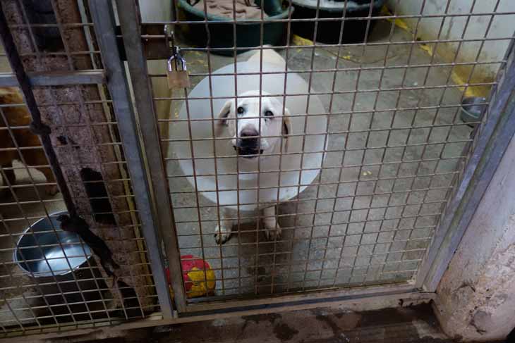 labrador avec collerette