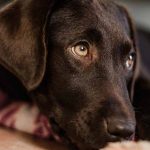 souscire à une assurance pour chien