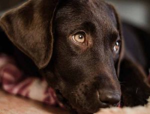 souscire à une assurance pour chien