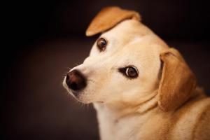 souscrire une mutuelle pour chien