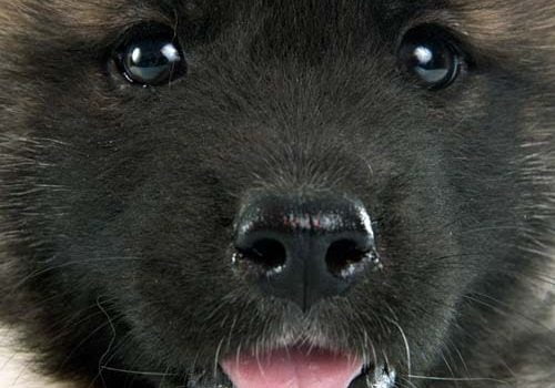 Akita américain donner