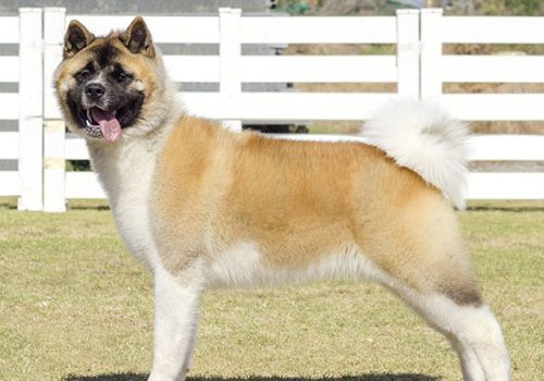 akita américain aboiement