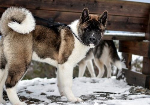 akita américain calme