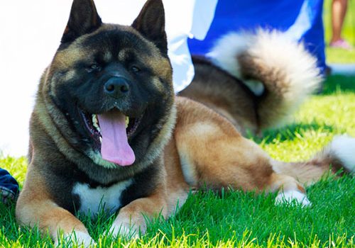 akita américain catégorie