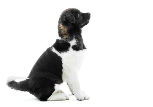 akita américain chiot