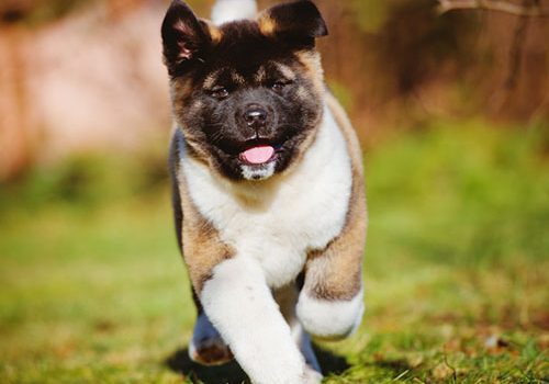 akita américain chiot mignon