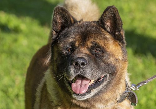 akita américain dressage