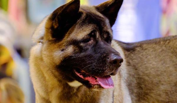 Akita américain garde