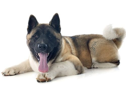 akita américain à poil long