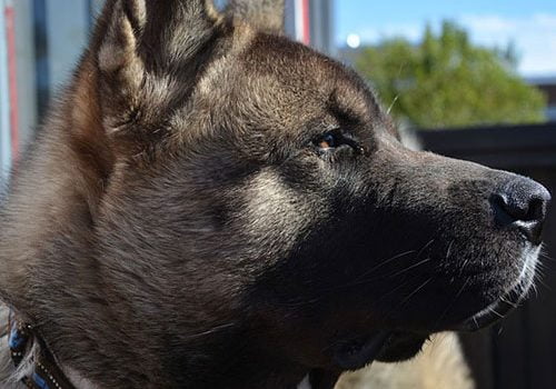 akita américain portrait