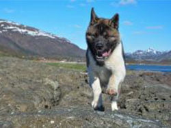 akita américain