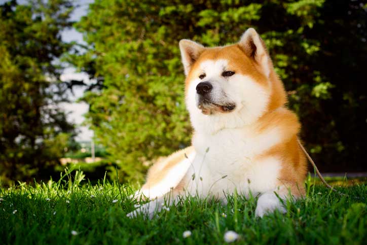 Akita Inu