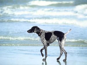 assurer son animal à l'étranger