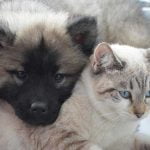 assurance pour plusieurs animaux