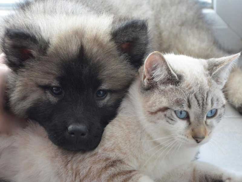 assurance pour plusieurs animaux