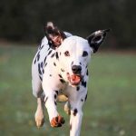 assurance chien à effet immédiat