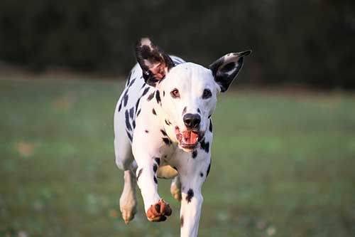 assurance chien à effet immédiat