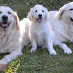 assurance chien guide d'aveugle