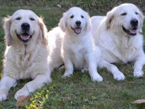 assurance chien guide d'aveugle