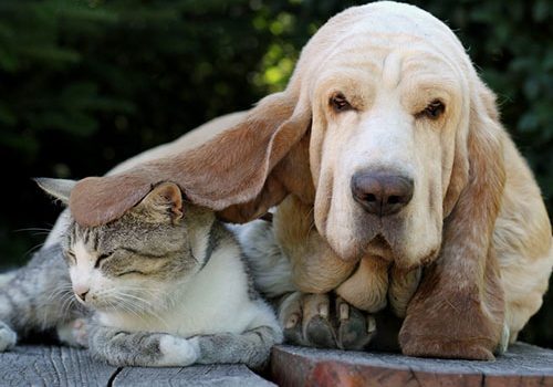 basset hound avec un chat