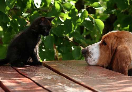 basset hound cohabite avec un chat