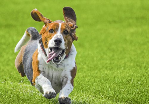 basset hound sport canin