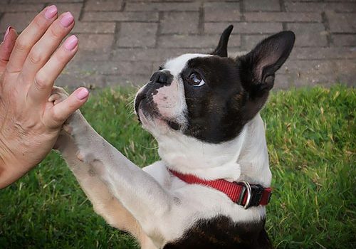 UOIMAG Boston Terrier Boston Terrier Réutilisables Pour Chien 