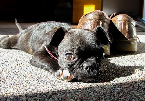 boston terrier chiot mignon