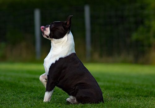 boston terrier dressage