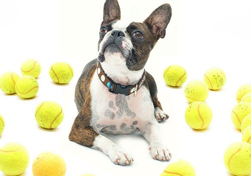 boston terrier éducation