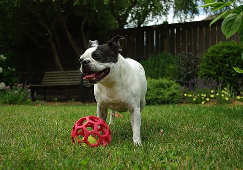boston terrier jeux