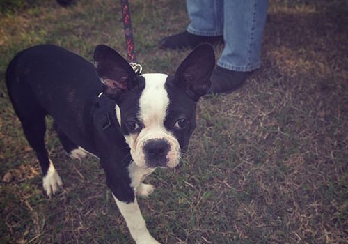 boston terrier poids