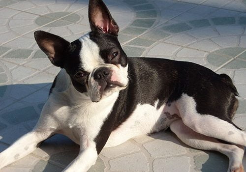 boston terrier prix