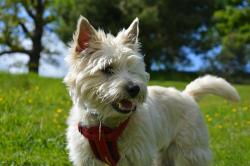 carin terrier