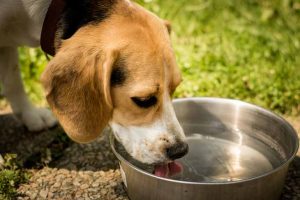 Incontinence Urinaire Du Chien Causes Et Traitement Par L Homeopathie