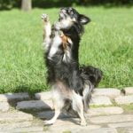 chien qui fait le beau