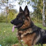 races de chiens de garde