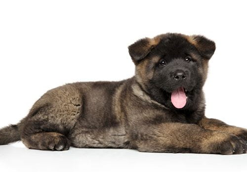 akita américain bebe