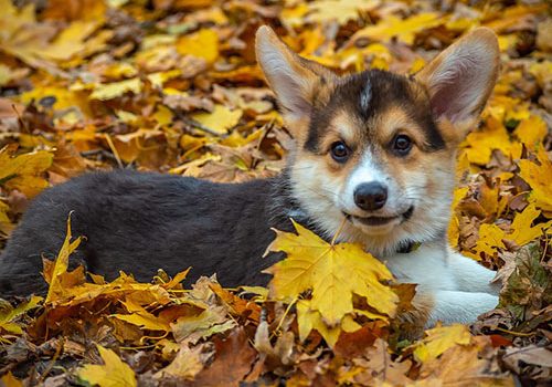 corgi bébé