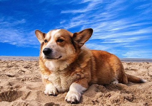 corgi calme